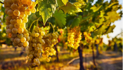 Chardonnay in Sicilia: storia, terroir e 4 vini da scoprire